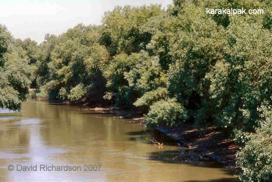 Tugay forest north of Qon'irat