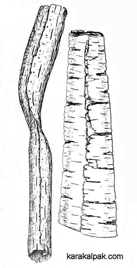 Drawings of Qipchaq birch bark tubes